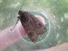 Noctua pronuba
